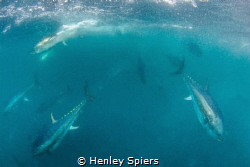 Tuna Charge by Henley Spiers 